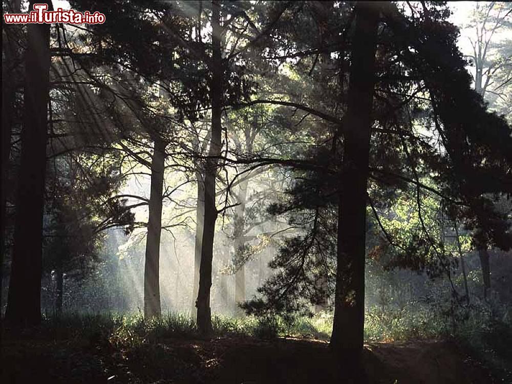 Immagine I raggi del sole filtrano tra i rami del bosco nel Parco naturale di Stupinigi (Piemonte) - foto ©  www.parchireali.gov.it