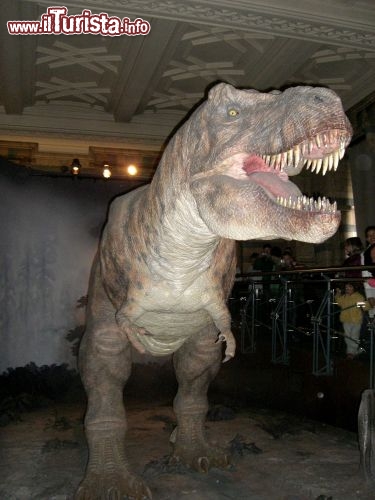 Immagine Natural History Museum: sezione Dinosauri