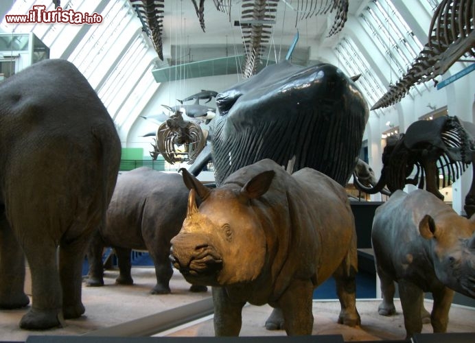 Immagine Natural History Museum: l'impressionante sala dei mammiferi