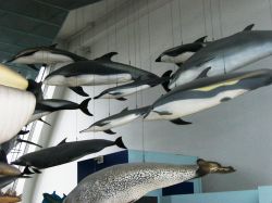 Natural History Museum: delfini nella sala dei mammiferi