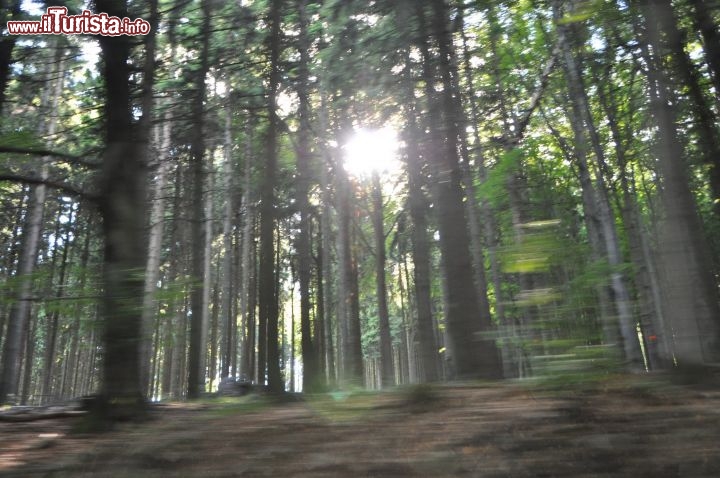 Alberi sulla strada che sale a Svat Hostn
