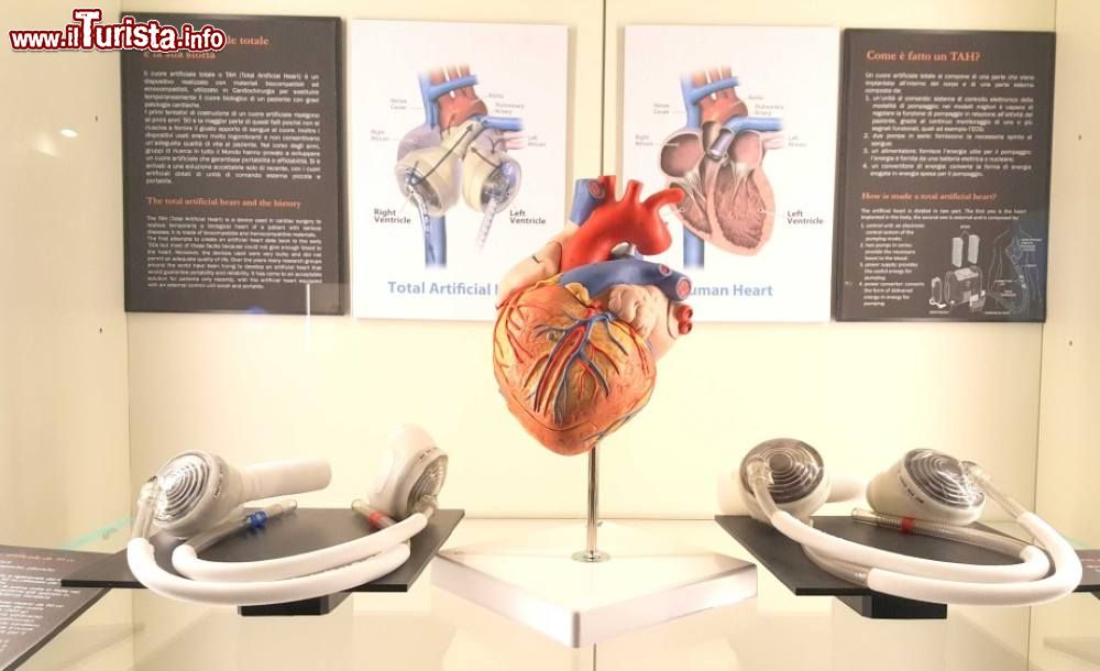 Immagine All'interno del MUSME – Museo di Storia della Medicina di Padova si possono apprendere molte nozioni sugli organi del corpo umano. In questo caso il cuore e il suo funzionamento vengono spiegati con registrazioni audio e pannelli illustrativi - foto ©  www.musme.it/