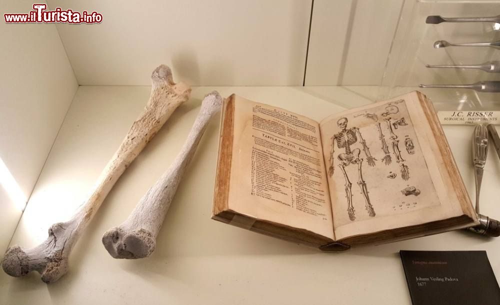Immagine Nel MUSME – Museo di Storia della Medicina di Padova si trovano libri, strumenti medici e reperti umani - foto ©  www.musme.it/