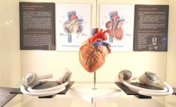 All'interno del MUSME – Museo di Storia della Medicina di Padova si possono apprendere molte nozioni sugli organi del corpo umano. In questo caso il cuore e il suo funzionamento vengono ...