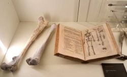 Nel MUSME – Museo di Storia della Medicina di Padova si trovano libri, strumenti medici e reperti umani - foto ©  www.musme.it/
