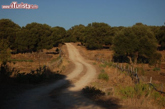 Immagine La strada per l'agriturismo Biriddo