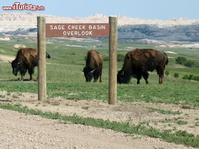 CUSTER STATE N.P. - SOUTH DAKOTA