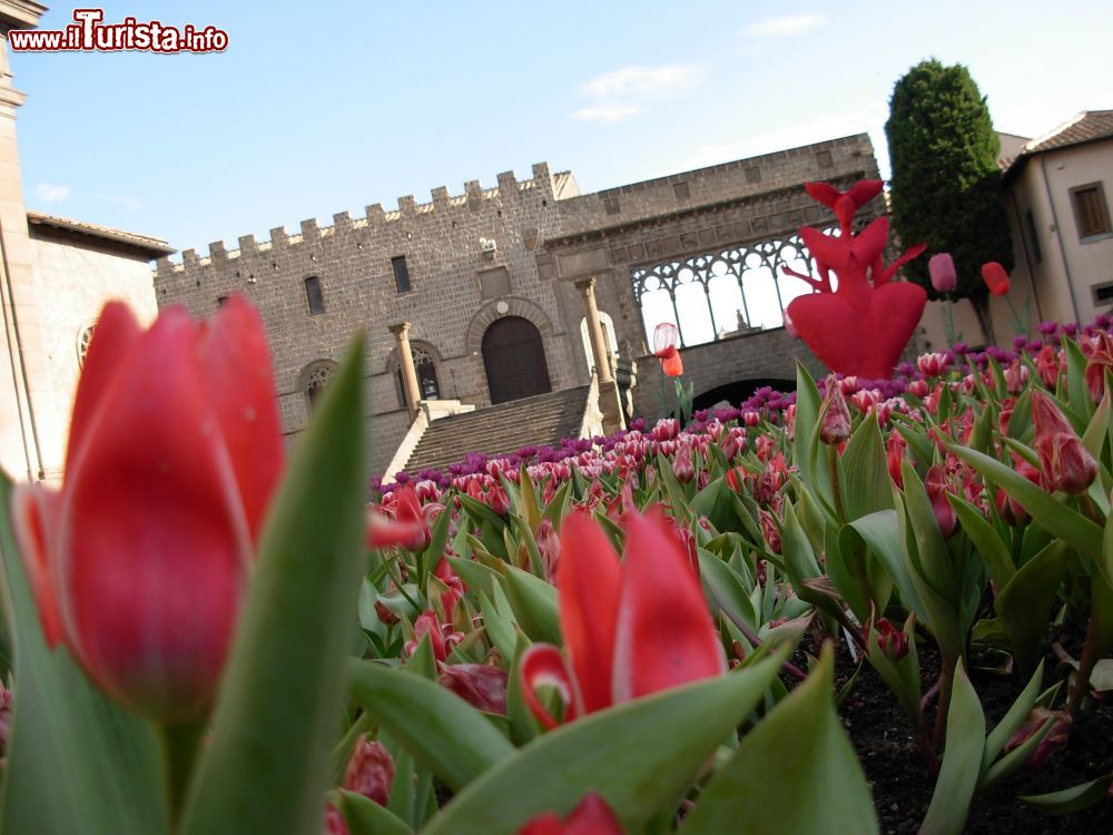 Immagine Fiori in Piazza San Lorenzo davanti al Palazzo dei Papi di VIterbo