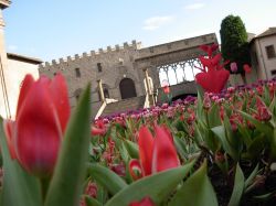 Fiori in Piazza San Lorenzo davanti al Palazzo dei Papi di VIterbo