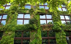 La facciata del Museo di Quai Branly ricoperta da vegetazione a Parigi, Francia. Il muro verde si estende per circa 800 metri quadrati ed è stato progettato dall'architetto Jean Nouvel  ...
