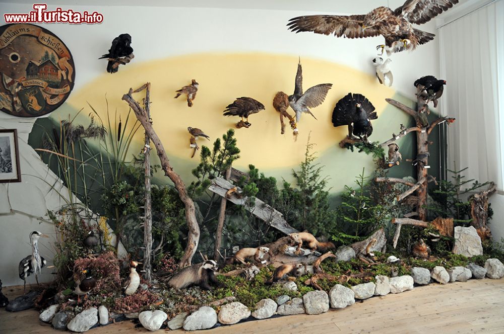 Immagine Animali imbalsamati al Museo Ganghofer di Leutasch, Tirolo, Austria. Una delle sale espositive del museo accoglie numerosi esemplari imbalsamati di fauna locale fra cui rapaci e piccoli mammiferi © Sonja Vietto Ramus