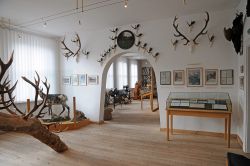 La sala dedicata alla fauna selvatica al Museo Ganghofer di Leutasch, Austria. Qui si possono vedere da vicino anche le corna di stambecchi e altri ungulati selvatici © Sonja Vietto Ramus
 ...