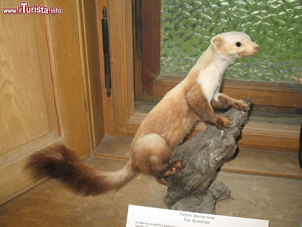 Immagine Un Ermellino esposto all'Alpenfaunamuseum di Gressoney - © Twice25 & Rinina25 - CC BY 2.5, Wikipedia