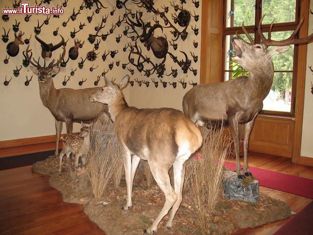 Immagine Il  Museo regionale della fauna alpina a Gressone-Saint-Jean in Valle d'Aosta - © Twice25 & Rinina25 - CC BY 2.5, Wikipedia