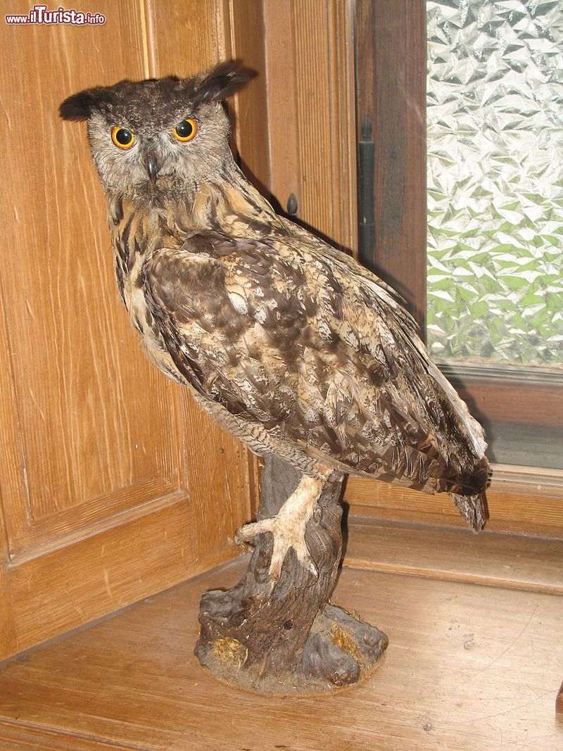 Immagine Un gufo impagliato al Museo regionale della fauna Alpina della Valle d'Aosta - © Twice25 & Rinina25 - CC BY 2.5, Wikipedia