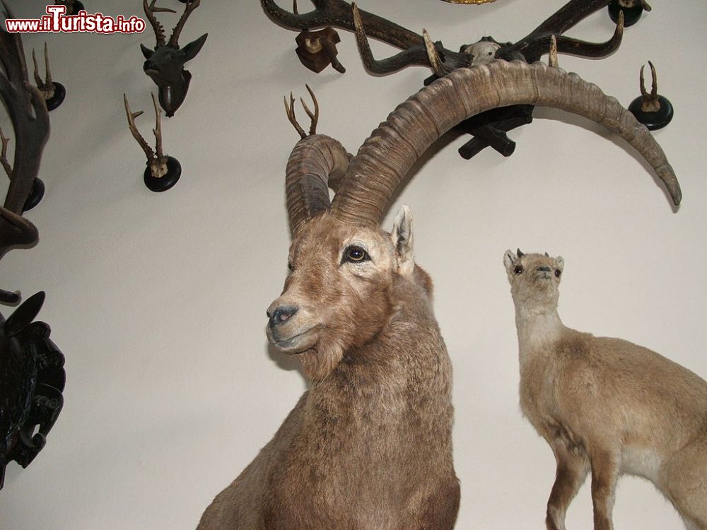 Immagine Uno stambecco al Museo regionale della fauna Alpina della Valle d'Aosta - © Twice25 & Rinina25 - CC BY 2.5, Wikipedia