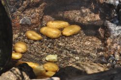 I turisti cuociono delle patate nelle acque calde del mare presso le sorgenti termali del Sorgeto ad Ischia