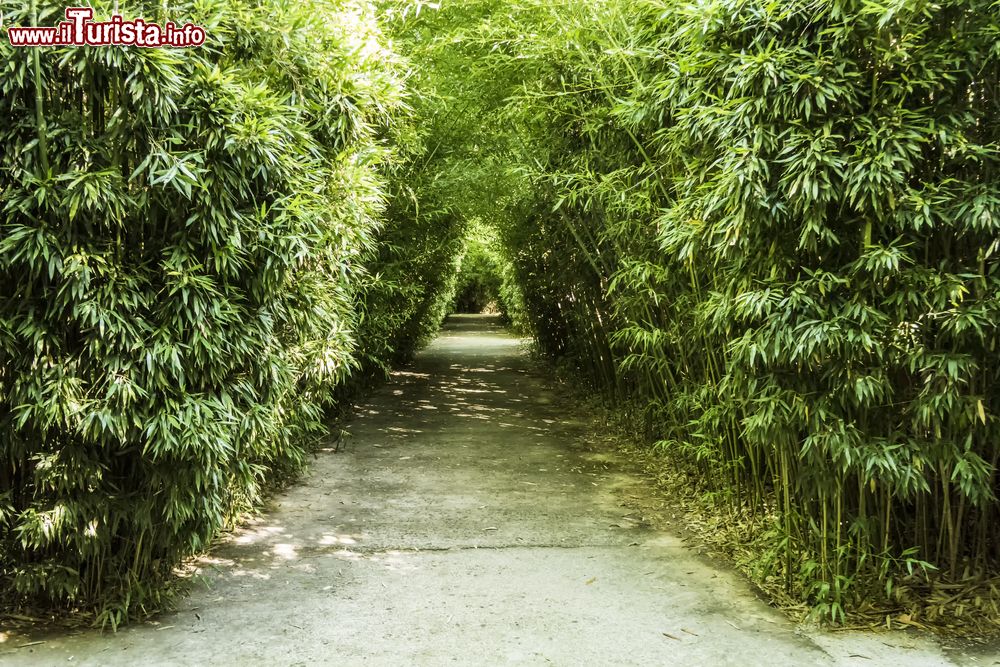 Immagine Dentro al labirinto di canne di bambù a Masone di Fontanellato, provincia di Parma