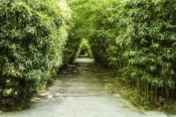 Dentro al labirinto di canne di bambù a Masone di Fontanellato, provincia di Parma