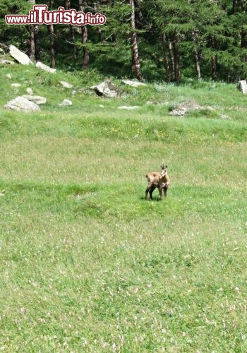 Immagine Parco Paradisia