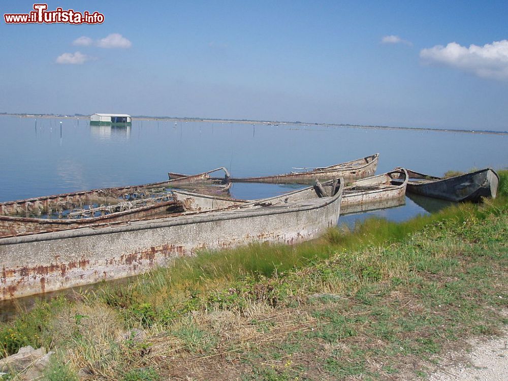 Immagine Uno scorcio del paesaggio incontaminato dell'isola di Albarella in Veneto