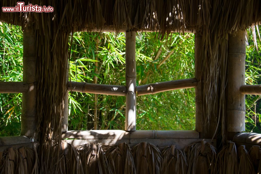 Immagine Finestra in una capanna di bambù nell'Orto Botanico di Palermo, Sicilia.