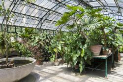 Scorcio di una serra dell'Orto Botanico di Palermo, Sicilia. Sono circa 12 mila le differenti specie di piante ospitate nel giardino palermitano.
