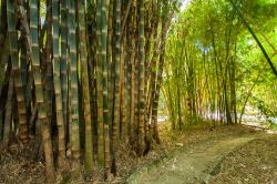 Sentiero fra la foresta di bambù all'Orto Botanico di Palermo, Sicilia. Queste piante sempreverdi perenni possono raggiungere anche i 40 metri di altezza e i 30 centrimetri di diametro.

 ...