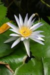 Una splendida ninfea in uno stagno dell'Orto Botanico di Palermo, Sicilia. Questa pianta   acquatica dai fiori grandi e decorativi è di tipo perenne.

