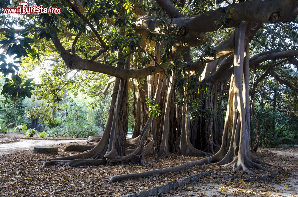 Immagine Un enorme esemplare di ficus all'Orto Botanico di Palermo, Sicilia.