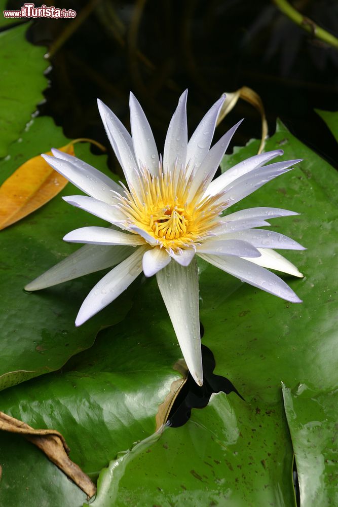 Immagine Una splendida ninfea in uno stagno dell'Orto Botanico di Palermo, Sicilia. Questa pianta   acquatica dai fiori grandi e decorativi è di tipo perenne.