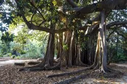 Un enorme esemplare di ficus all'Orto Botanico di Palermo, Sicilia.

