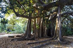 Un enorme esemplare di ficus all'Orto Botanico di Palermo, Sicilia.

