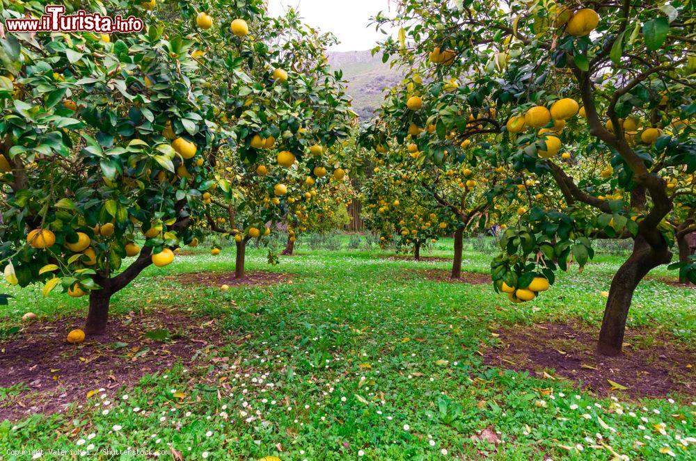 Immagine Agrumeto al Giardino di Ninfa, Cisterna di Latina (Lazio). Il parco naturale si estende su un'area di circa 8 ettari - © ValerioMei / Shutterstock.com