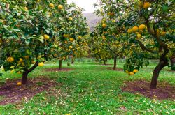 Agrumeto al Giardino di Ninfa, Cisterna di Latina (Lazio). Il parco naturale si estende su un'area di circa 8 ettari - © ValerioMei / Shutterstock.com