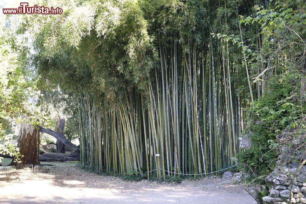 Immagine Canne di bambù al parco naturale di Ninfa a Cisterna di Latina, Lazio - © robypangy / Shutterstock.com