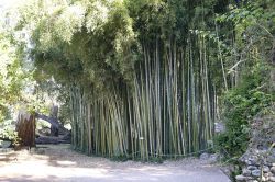 Canne di bambù al parco naturale di Ninfa a Cisterna di Latina, Lazio - © robypangy / Shutterstock.com