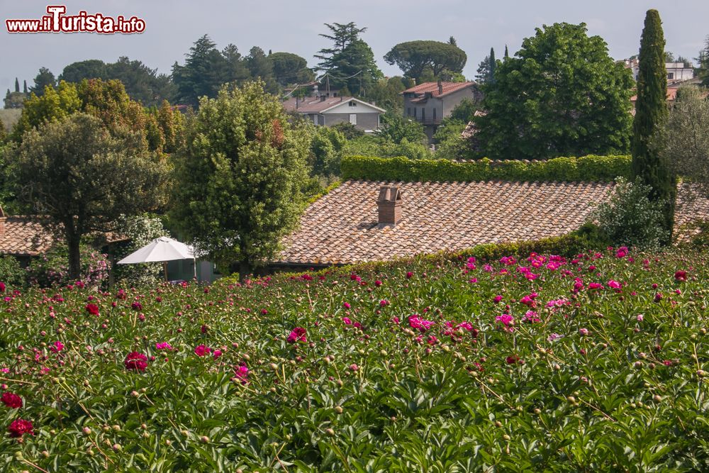 Immagine Centro Botanico Moutan: un campo di Peonie nelle campagne intorno al borgo del Lazio