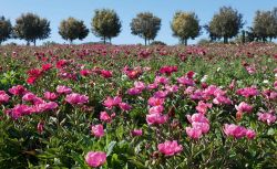 La fioritura delle Peonie al Centro Botanico Moutan di VItorchiano nel Lazio