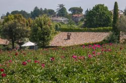 Centro Botanico Moutan: un campo di Peonie nelle campagne intorno al borgo del Lazio