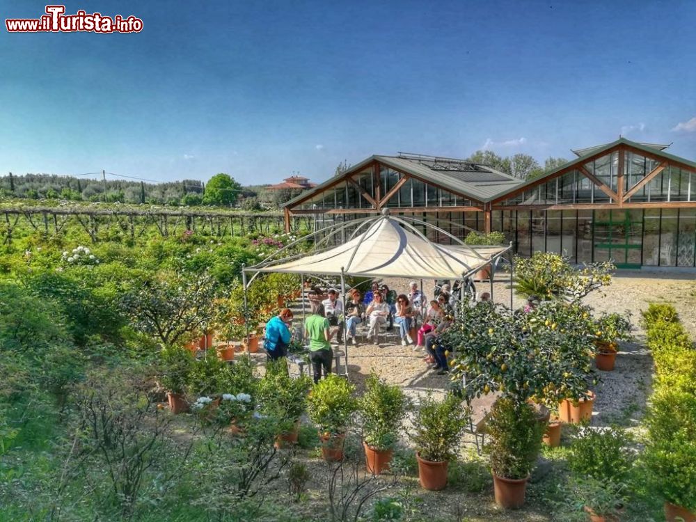 Immagine Serre e vivaio al Centro Botanico Moutan a Vitorchiano in provincia di Viterbo, Lazio