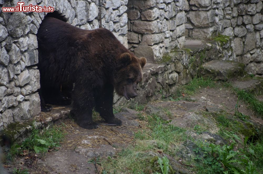 Immagine Un orso bruno ospite del recinto al santuario di San Romedio, Val di Non, Trentino Alto Adige.