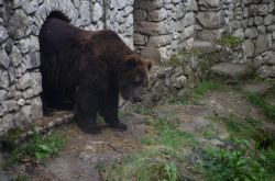 Un orso bruno ospite del recinto al santuario di San Romedio, Val di Non, Trentino Alto Adige.

