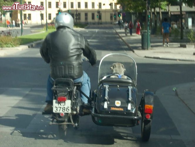 Cane su sidecar in Oslo