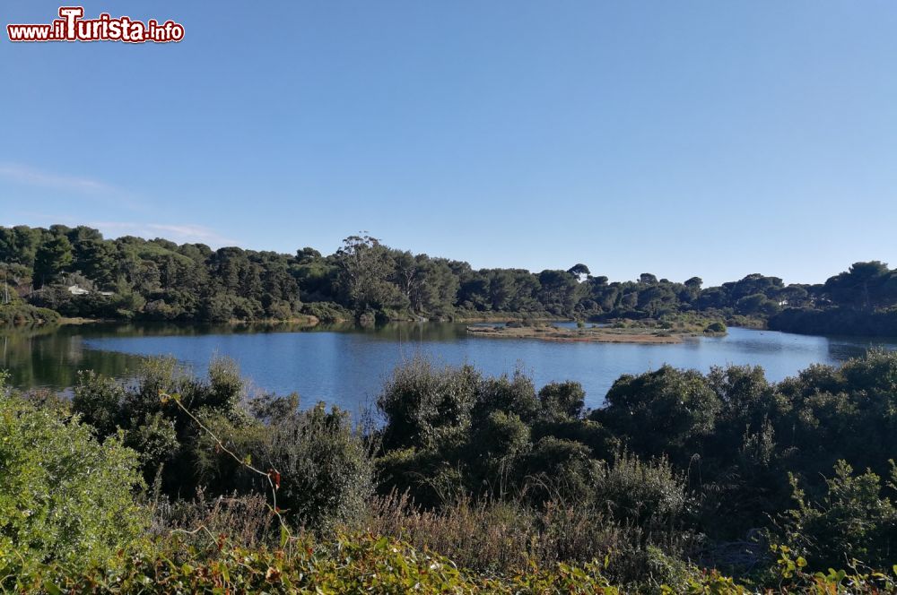 Immagine Lo stagno di Bateguier da parte degli ambienti naturali dell'Isola Santa Margherita in Costa Azzurra