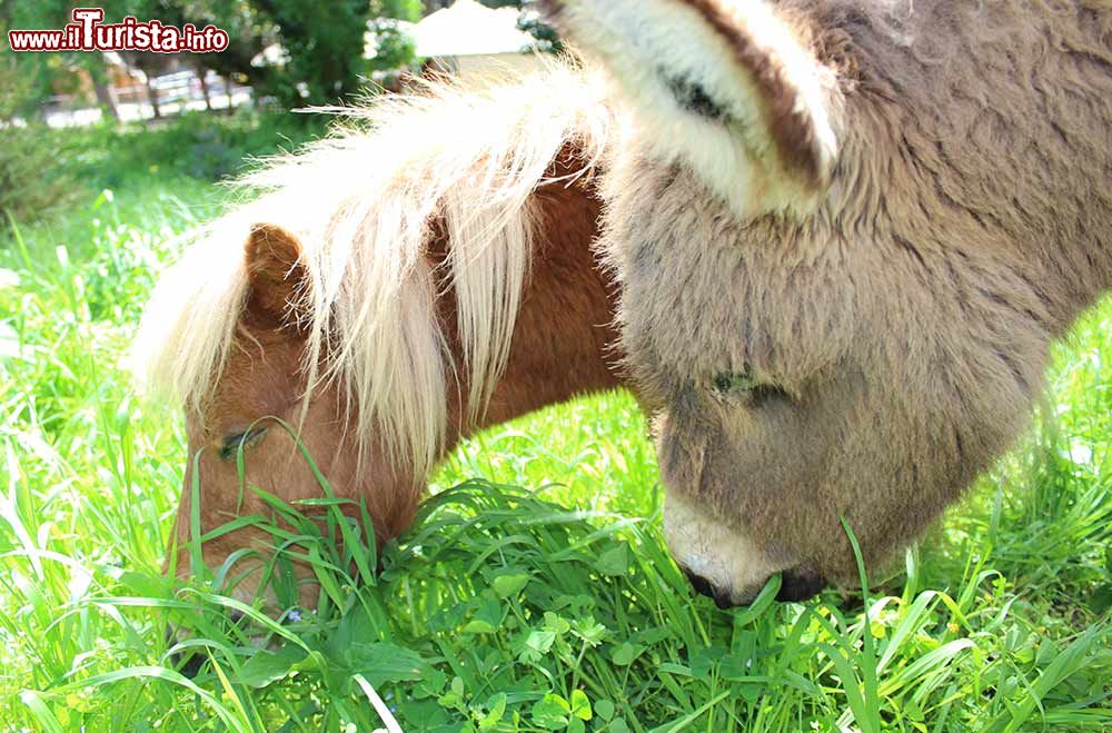 Immagine Pony per bambini al parco del Castello di Lunghezza a Roma - © www.fantasticomondo.it