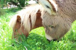 Pony per bambini al parco del Castello di Lunghezza a Roma - © www.fantasticomondo.it