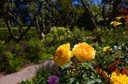 Passeggiata dentro ai Giardini della Landriana durante la fioritura primaverile. Siamo ad Ardea nel Lazio. - © ValerioMei / Shutterstock.com