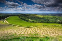 I vigneti nei pressi del castello di Brolio, Toscana, in una giornata nuvolosa.

