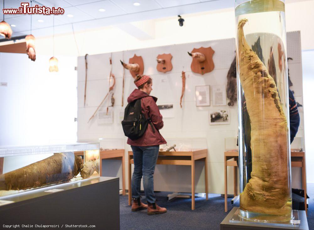 Immagine Anche i peni di balena sono esposti al Museo Fallologico Islandese di Reykjavik. - © Chalie Chulapornsiri / Shutterstock.com